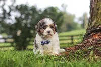 Teddy, a male Shihpoo for sale in Baltic, OH – 2 of 6