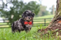 Koda, a male Shihpoo for sale in Baltic, OH – 5 of 7