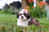 Summer, a female Shih Tzu for sale in Baltic, OH – 2 of 8