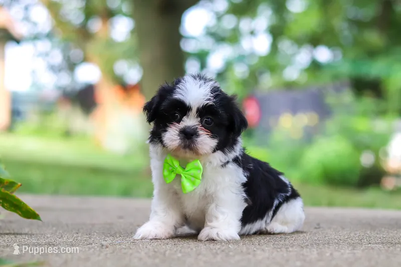 Huckleberry – Shih Tzu puppy for sale in Baltic, OH