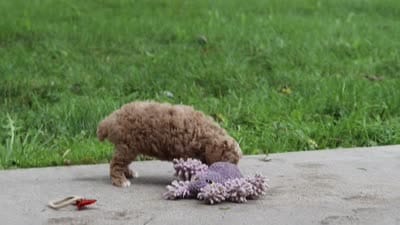 Milo, a male Poodle - Miniature  for sale in Baltic, OH – 7 of 7