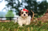 Honey, a female Shih Tzu for sale in Baltic, OH – 4 of 6
