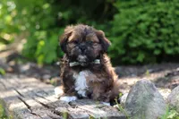 Theo, a male Shih Tzu for sale in Baltic, OH – 8 of 10