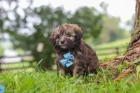 Winston, a male Havanese for sale in Baltic, OH – 5 of 10