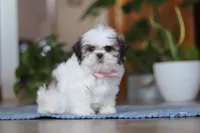 Myra, a female Shih Tzu for sale in Baltic, OH – Photo 1 of 5