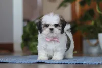 Myra, a female Shih Tzu for sale in Baltic, OH – Photo 5 of 5