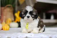 Wesley, a male Shih Tzu for sale in Baltic, OH – Photo 1 of 6