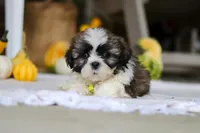 Wesley, a male Shih Tzu for sale in Baltic, OH – Photo 3 of 6