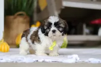 Wesley, a male Shih Tzu for sale in Baltic, OH – Photo 2 of 6