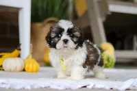 Wesley, a male Shih Tzu for sale in Baltic, OH – Photo 6 of 6