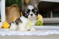 Wesley, a male Shih Tzu for sale in Baltic, OH – Photo 5 of 6