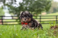 Koda, a male Shihpoo for sale in Baltic, OH – 4 of 7