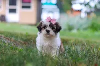 Summer, a female Shih Tzu for sale in Baltic, OH – 6 of 8