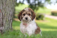 Angela, a female Cockapoo for sale in Baltic, OH – 4 of 7