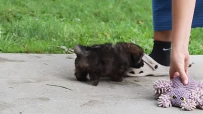 Winston, a male Havanese for sale in Baltic, OH – 10 of 10