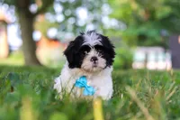 Ace, a male Shih Tzu for sale in Baltic, OH – 3 of 6