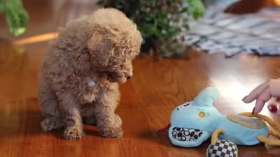 Brianna, a female Poodle - Miniature  for sale in Baltic, OH – 8 of 8