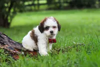 Charlie, a male Shihpoo for sale in Baltic, OH – 4 of 6