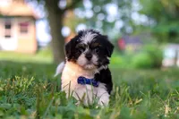 Ray, a male Shih Tzu for sale in Baltic, OH – 3 of 5