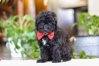 Bodie, a male Poodle - Miniature  for sale in Baltic, OH – Photo 4 of 5