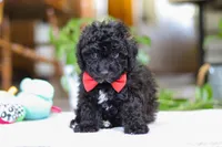 Bodie, a male Poodle - Miniature  for sale in Baltic, OH – Photo 2 of 5