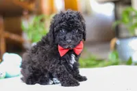 Bodie, a male Poodle - Miniature  for sale in Baltic, OH – Photo 3 of 5