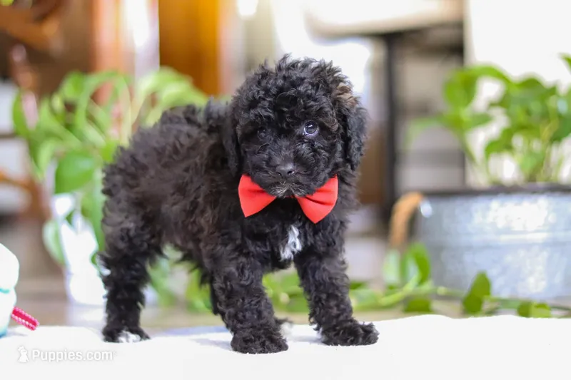 Bodie – Poodle - Miniature  puppy for sale in Baltic, OH