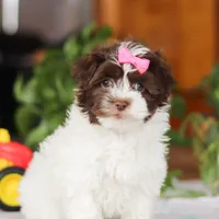 Violet, a female Havanese for sale in Baltic, OH – Photo 4 of 6