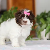 Violet, a female Havanese for sale in Baltic, OH – Photo 2 of 6