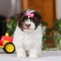 Violet, a female Havanese for sale in Baltic, OH – Photo 1 of 6