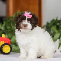 Violet, a female Havanese for sale in Baltic, OH – Photo 5 of 6