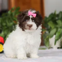 Violet, a female Havanese for sale in Baltic, OH – Photo 6 of 6