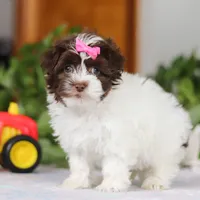 Violet, a female Havanese for sale in Baltic, OH – Photo 3 of 6