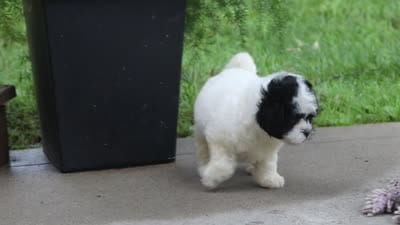 Bentley, a male Shihpoo for sale in Baltic, OH – 8 of 8