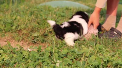 Maverick, a male Shih Tzu for sale in Baltic, OH – 7 of 7