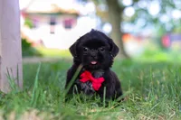Finn, a male Shih Tzu for sale in Baltic, OH – 2 of 9