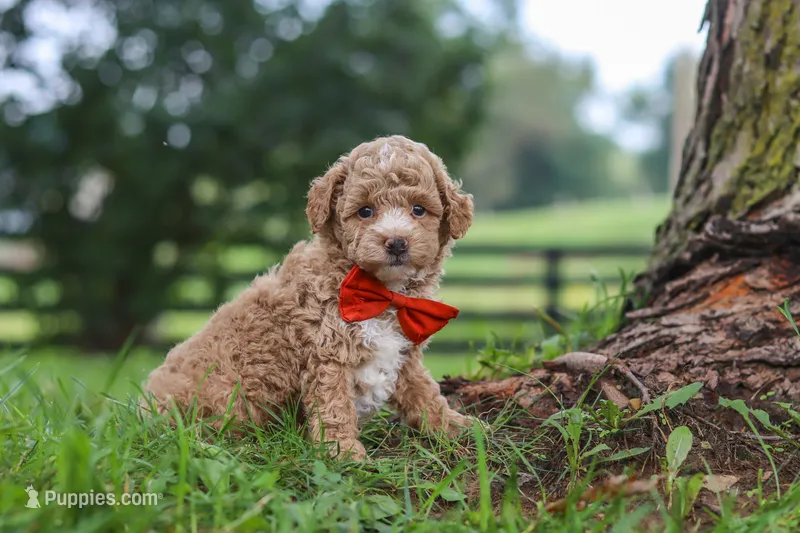 Milo – Poodle - Miniature  puppy for sale in Baltic, OH
