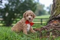 Milo, a male Poodle - Miniature  for sale in Baltic, OH – 1 of 7