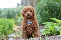 Apollo, a male Poodle - Miniature  for sale in Baltic, OH – 4 of 10