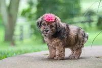 Lucy, a female Shihpoo for sale in Baltic, OH – 7 of 8