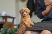 Brianna, a female Poodle - Miniature  for sale in Baltic, OH – 2 of 8