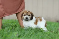 Adin, a male Cockapoo for sale in Baltic, OH – 2 of 9