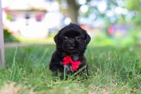 Finn, a male Shih Tzu for sale in Baltic, OH – 7 of 9