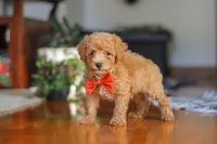 Blake, a male Poodle - Miniature  for sale in Baltic, OH – 4 of 9