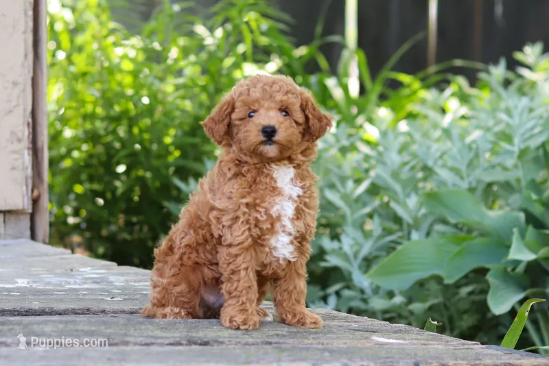 Sawyer – Poodle - Miniature  puppy for sale in Baltic, OH