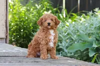 Sawyer, a male Poodle - Miniature  for sale in Baltic, OH – 1 of 5