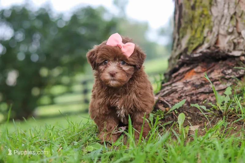 Winnie – Havanese puppy for sale in Baltic, OH