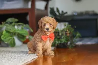 Blake, a male Poodle - Miniature  for sale in Baltic, OH – 6 of 9
