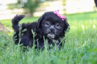 Brie, a female Shih Tzu for sale in Baltic, OH – 2 of 10