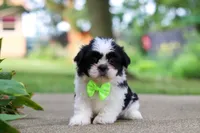 Huckleberry, a male Shih Tzu for sale in Baltic, OH – 5 of 9